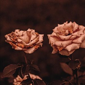 Meet your Posher, Nevaeh